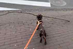 dog stick video