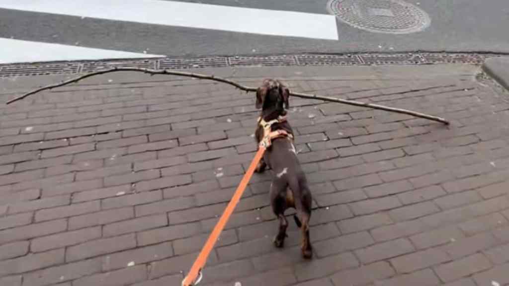 dog stick video