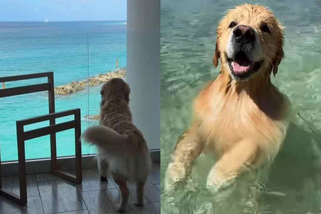 Dog’s first international trip.