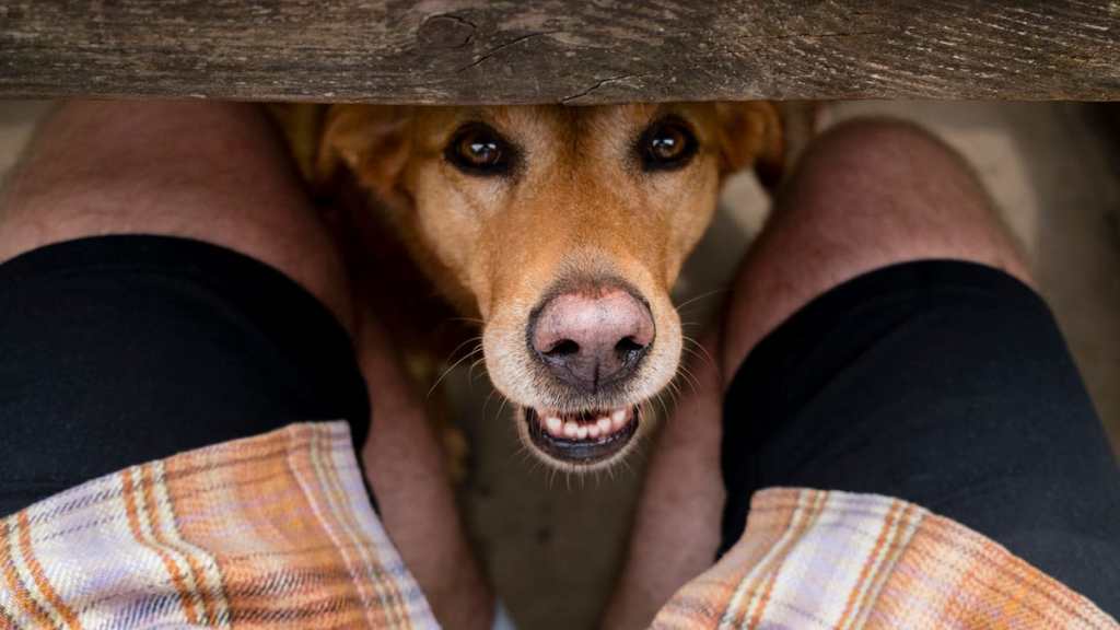 Dog Separation Anxiety