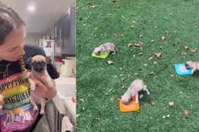Video of Medical Foster Puppies' Morning Routine Is Too Adorable