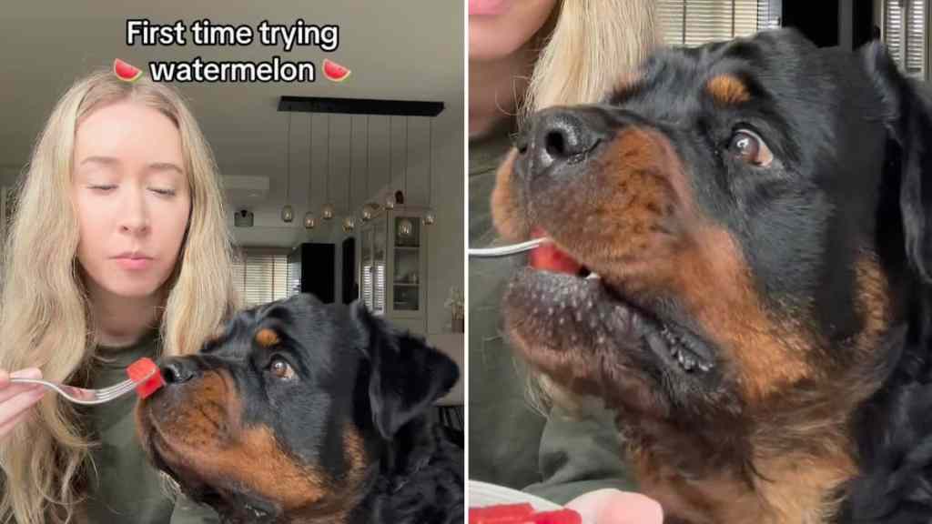 dog trying watermelon