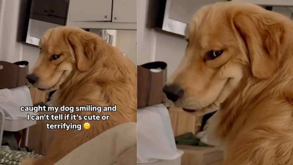 Video of Dog's One-of-a-Kind Smile Leaves Internet Divided