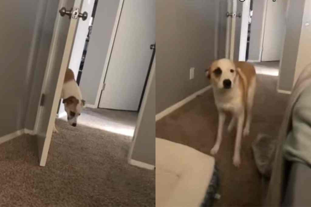 Video of dog waking owner up.