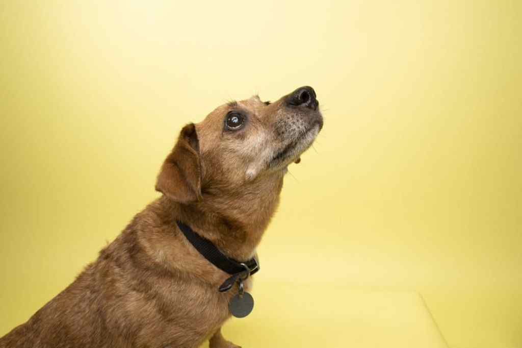 Portrait of “Daisy,” a 8 year old, female, red Dachshund. She has diabetes and Cushings disease.