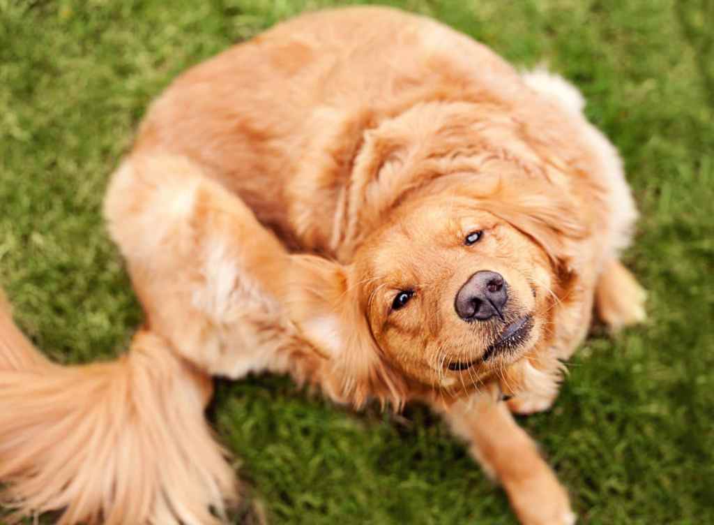 A Golden Retriever, a dog breed prone to eczema, scratches an itch in a grassy patch while looking up at the camera.