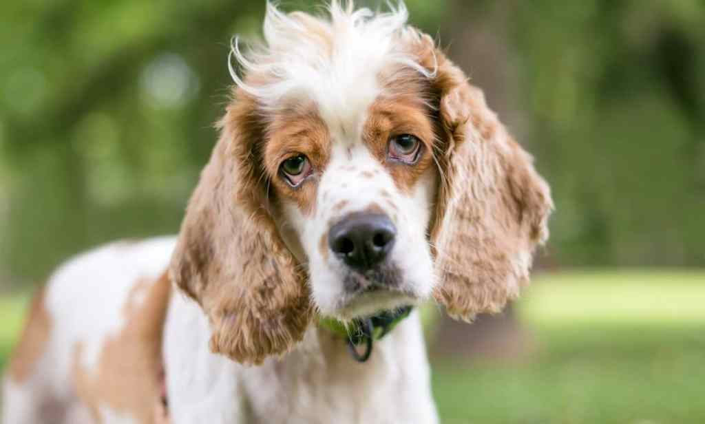 A Cocker Spaniel mixed breed dog with ectropion or drooping eyelids
