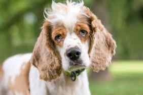 A Cocker Spaniel mixed breed dog with ectropion or drooping eyelids