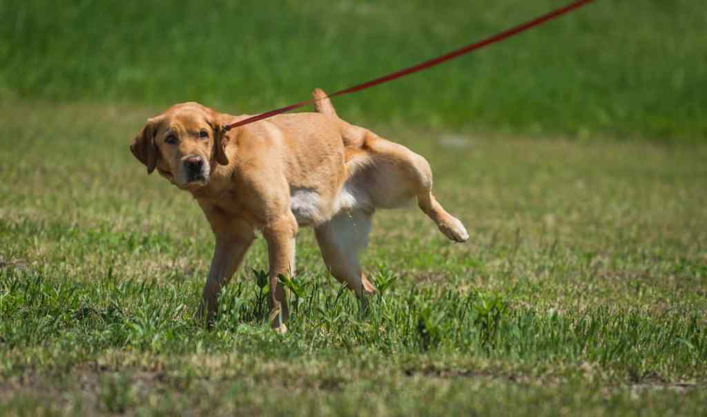 Yellow labrador retriever urinating in the grass.