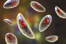Toxoplasma gondii, illustration. T. gondii is a species of parasitic protozoa that can be carried by all known mammals.