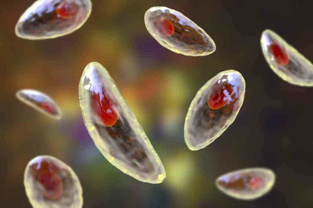 Toxoplasma gondii, illustration. T. gondii is a species of parasitic protozoa that can be carried by all known mammals.