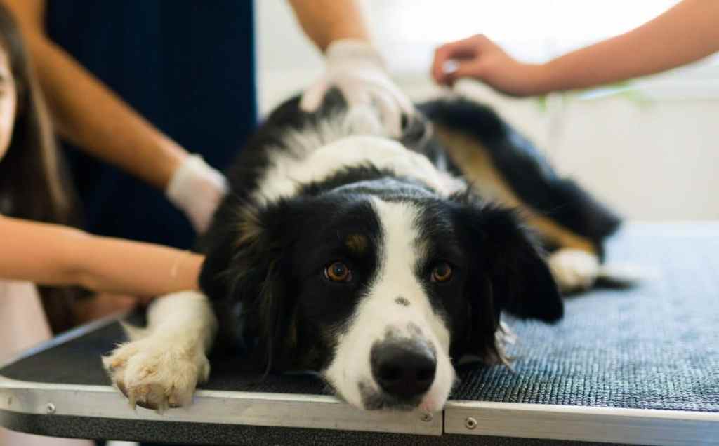 Cute Border Collie, a dog breed more prone to colitis, feeling sad and sick while getting a medical treatment at the animal hospital