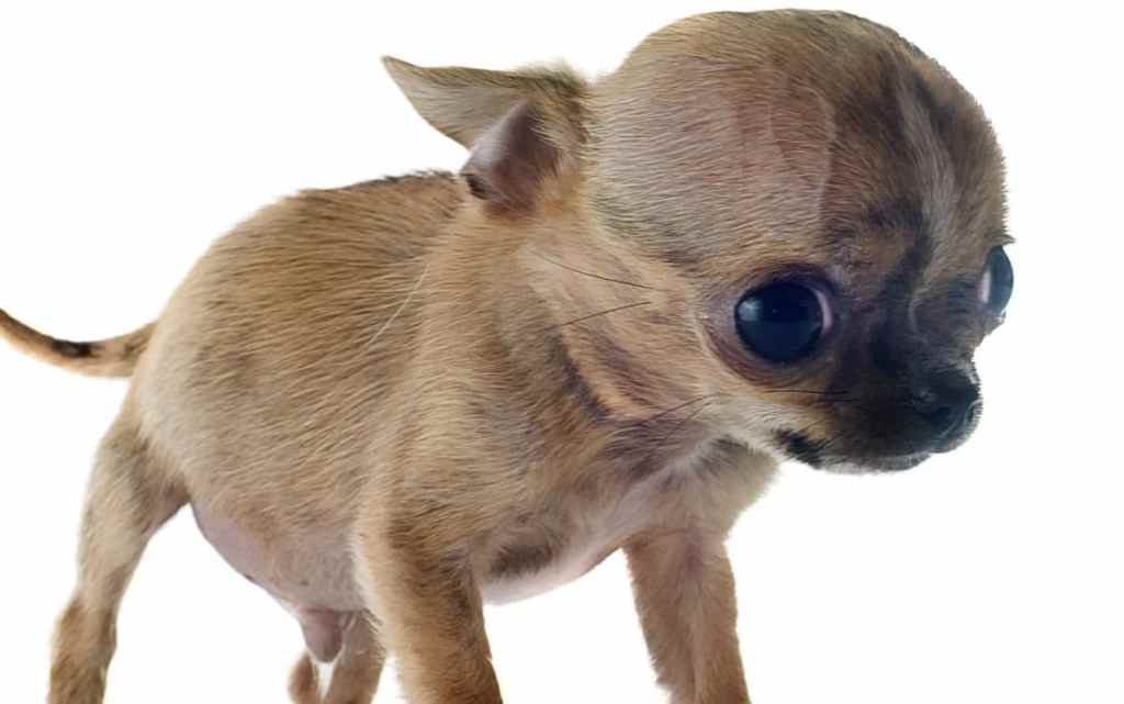 Portrait of a fragile purebred Chihuahua puppy with hydrocephalus in front of white background