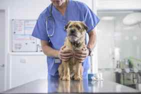 Portrait of vet holding dog on table in veterinary surgery