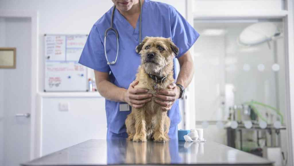 Portrait of vet holding dog on table in veterinary surgery
