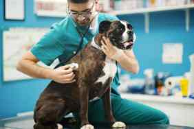 Closeup side view of a male vet doctor listening to a boxer dog's chest sounds,an important part of an examination in diagnosising an upper respiratory infection in dogs.