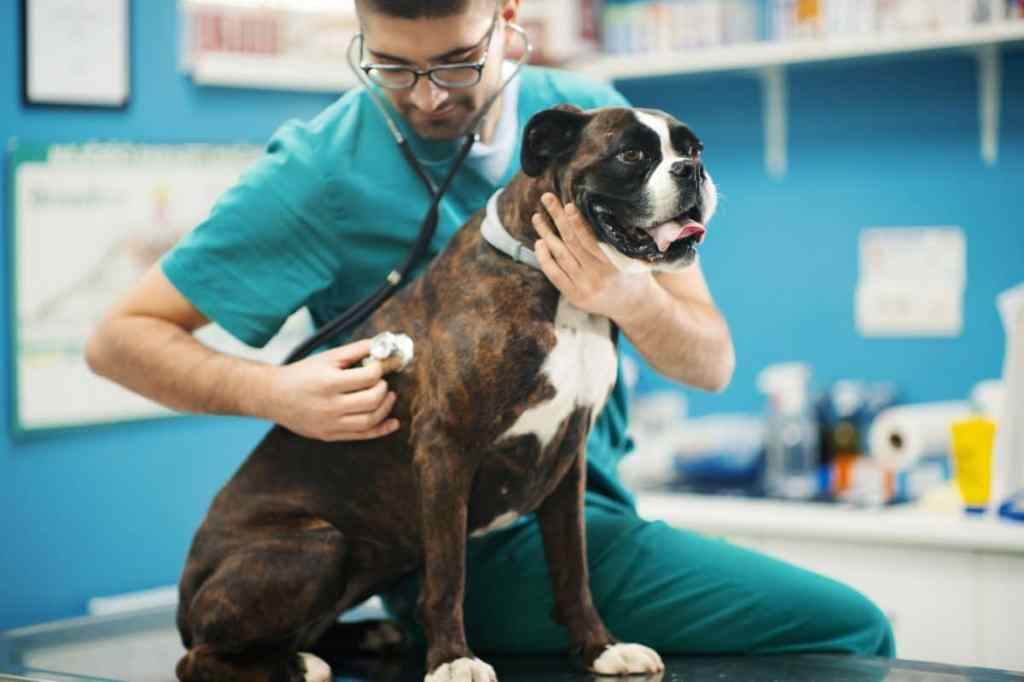 Closeup side view of a male vet doctor listening to a boxer dog's chest sounds,an important part of an examination in diagnosising an upper respiratory infection in dogs.