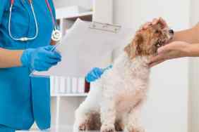 Veterinarian is examining a dog in a clinic for treatment.