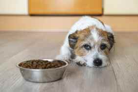 Sick dog laying near their food bowl.
