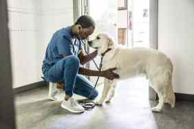 Photograph of a veterinarian in blue scrubs listensing to a dog's chest sounds during an examination, an important step in diagnosing bronchitis in dogs.