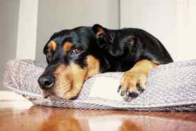A sleepy looking dog lying on dog bed
