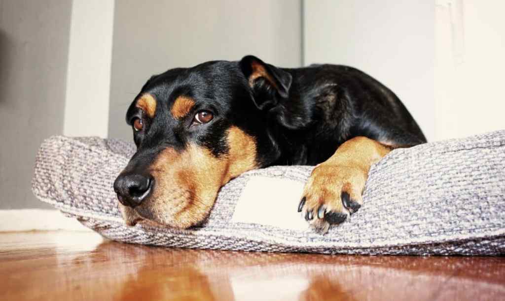 A sleepy looking dog lying on dog bed