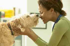 Veterinarian Petting Scruffy Dog