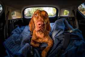 Photo of a Vizsla dog in the back of the car, which can cause motion sickness in some dogs. Dramamine for dogs can help alleviate symptoms.