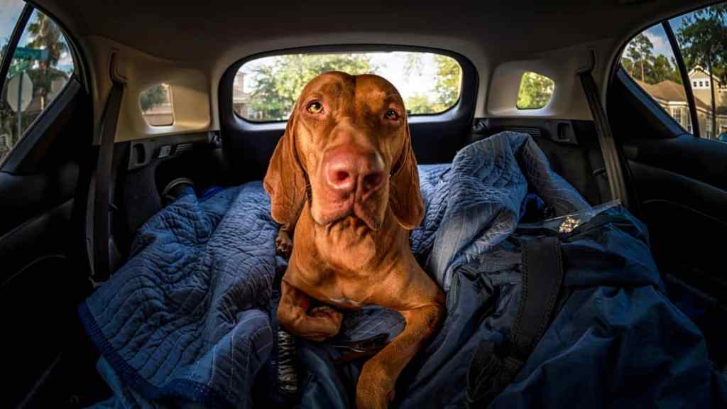 Photo of a Vizsla dog in the back of the car, which can cause motion sickness in some dogs. Dramamine for dogs can help alleviate symptoms.
