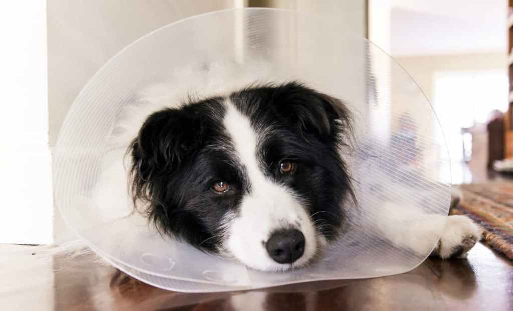 Portrait of Border Collie wearing cone collar while relaxing on floor at home.