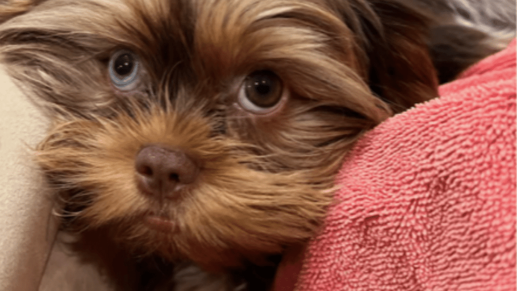 Kerry Washington's Dog Cinnamon