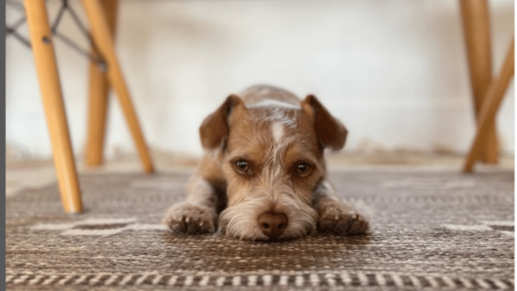 Lily Collin's Dog Redford