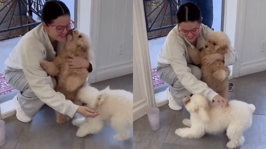 selena gomez dogs video