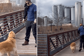 Golden Retriever dog video