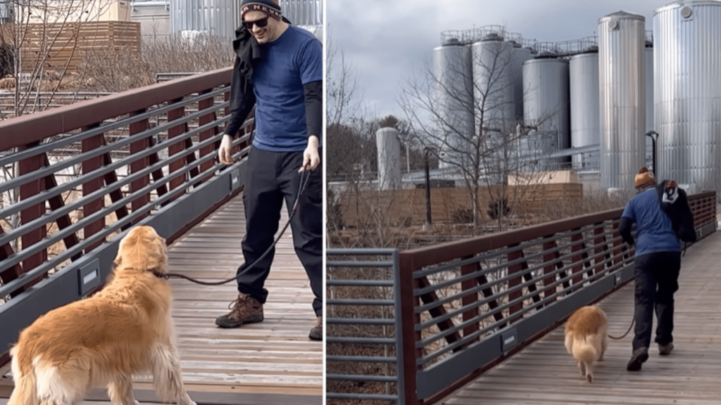Golden Retriever dog video