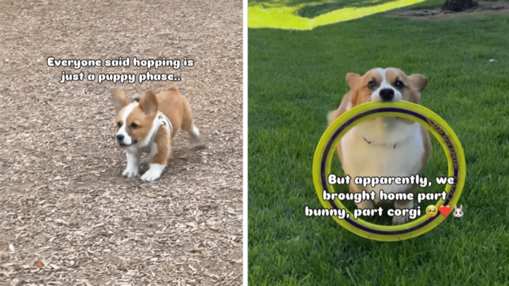 cute Corgi dog video