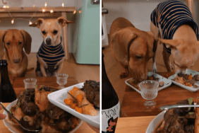 cute dog video