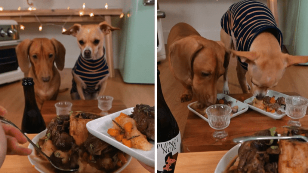 cute dog video