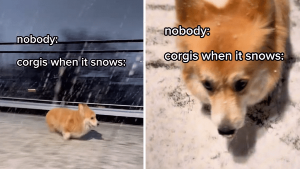 Corgi dog in snow video