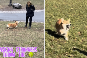 Corgi dog video