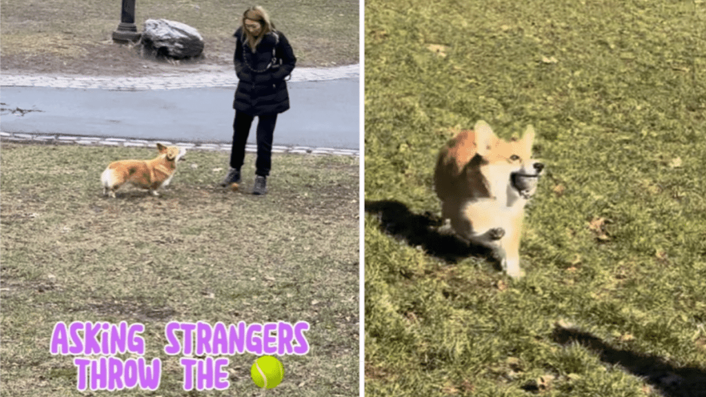 Corgi dog video