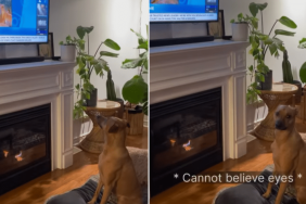 dog video