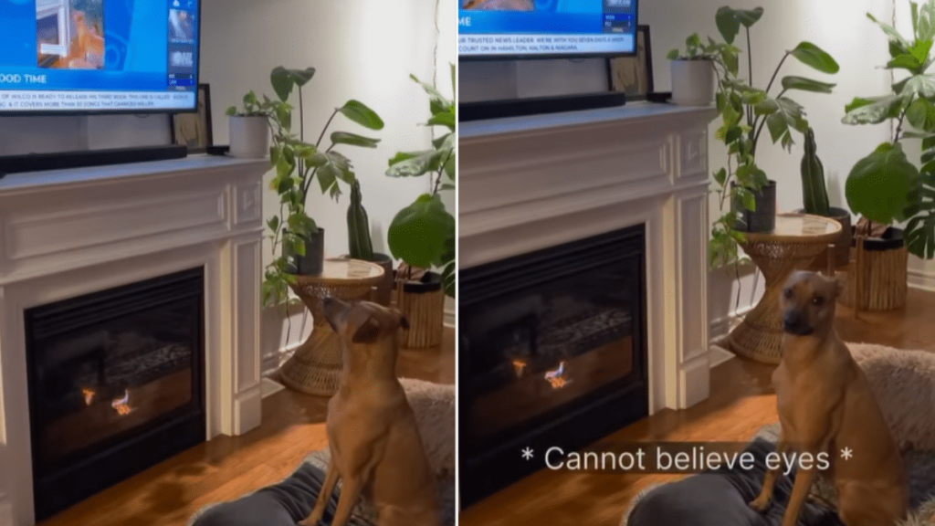dog video