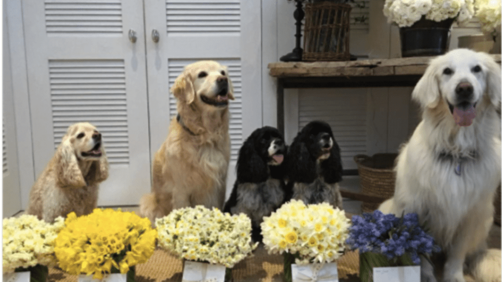 Oprah's Dogs