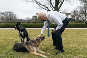 Joe Biden's Dog Major