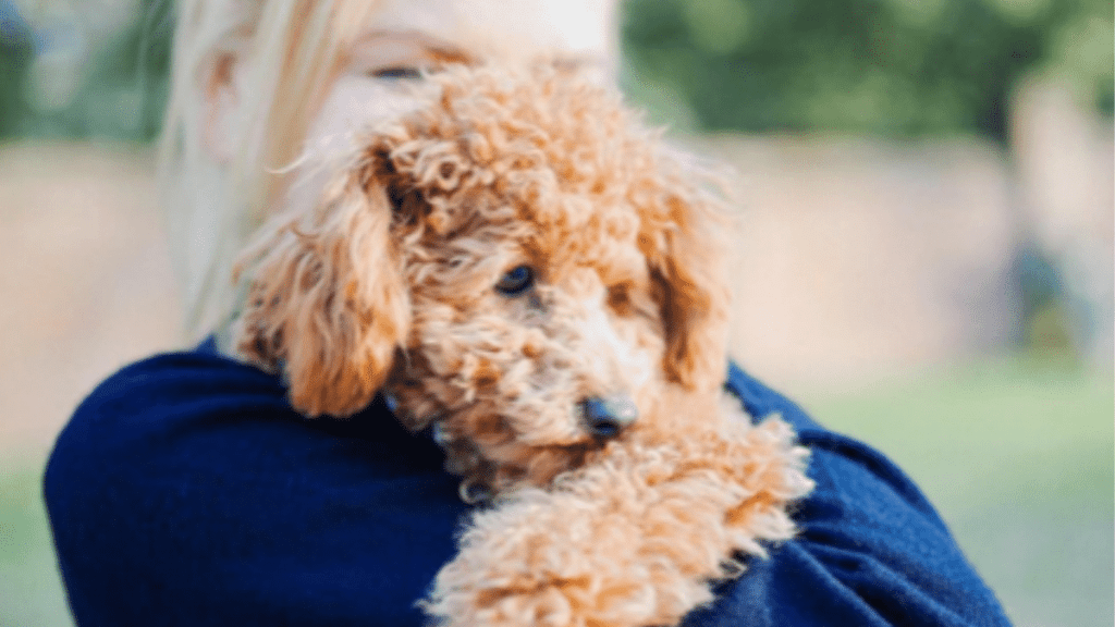 Nicole Kidman's Dog Julian