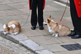 What Happened Queen Elizabeth Dogs Corgis Muick Sandy Where Are They Now