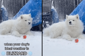 dog ideal weather