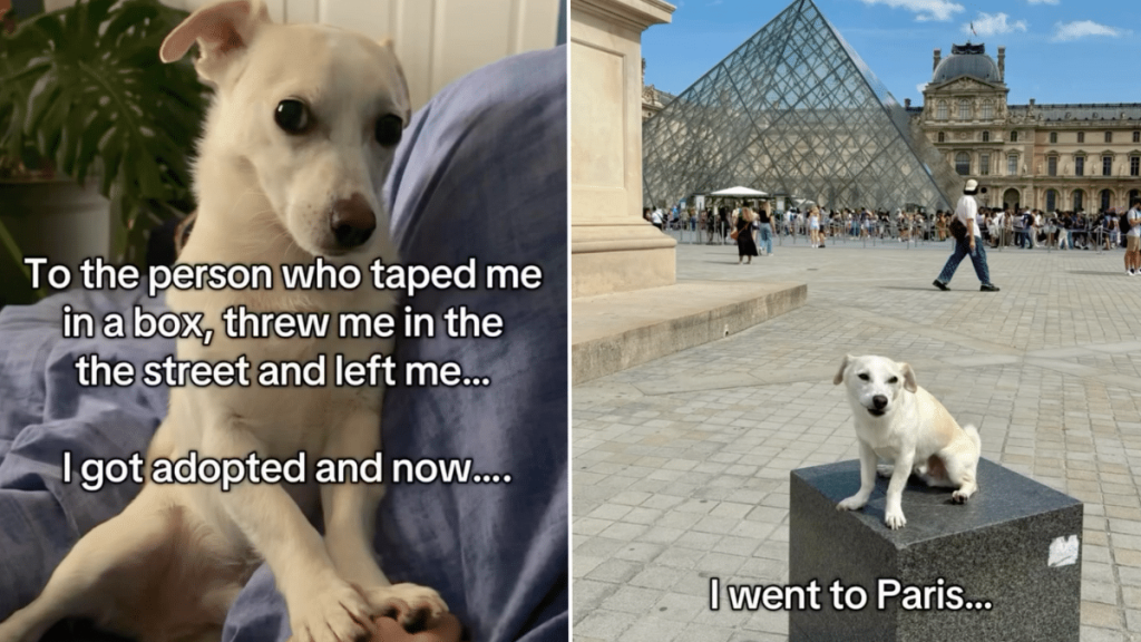 abandoned dog world traveler adoption video