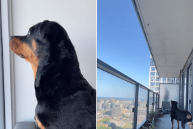 dog moon video
